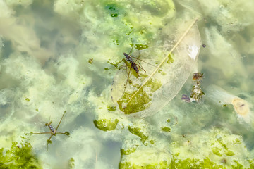 Gerridae are breeding