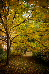 Fototapeta na wymiar tree with golden leaves in autumn in city park, autumn fall season background