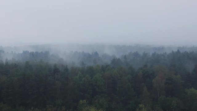 Atmospheric video. Top view of the forest covered with fog in the rain.