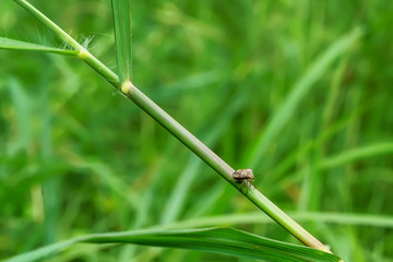 The insect on the grass on a nature background.