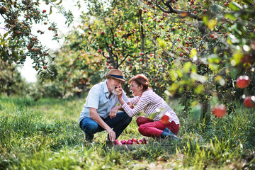 A senior couple picking apples in orchard in autumn, having fun.