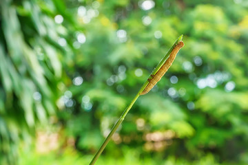 The caterpillar is walking on the grass on nature background.