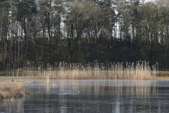 een rietkraag in een met ijs bedekt vennetje in de Kruisbergse bossen