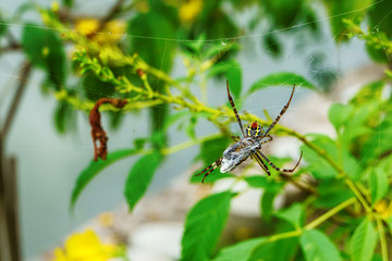 The spider will eat bee at a spider web.