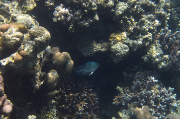 Indian swallow fish in corals, Amblyglyphidodon indicus, Pale damsel