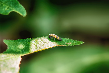 The insect on the grass on a nature background.