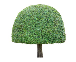 Symmetric curved mushroom half dome shape trim topiary tree isolated on white background for formal Japanese and English style artistic design garden - Powered by Adobe