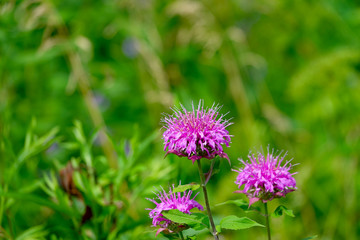 Bee Balm Flowers in Bloom