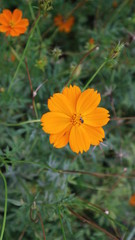 Yellow Flower blooming in daylight