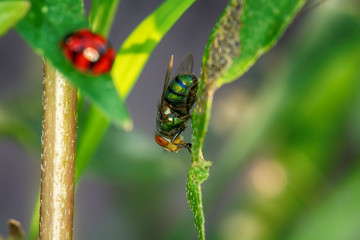 Flies on the grass on a nature background.