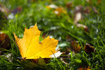Yellow autumn maple leaf lying on the grass with a blurred background