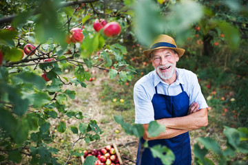 A senior man standing in apple orchard in autumn, arms crossed.