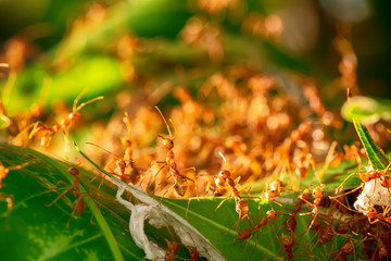 The red ants walking in and out of the nest on the mango leaves.