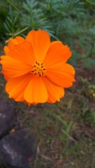 オレンジ色の花