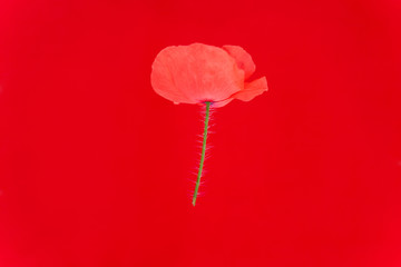 Artificial photo of a poppy floating over red. (Background e.g for remembrance day)