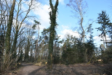 bospad in de Kruisbergse bossen met omgewaaide bomen en boomstammen