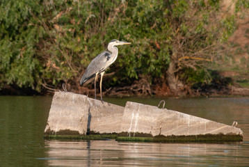 Grey Heron on the river, big bird sitting on a stone,