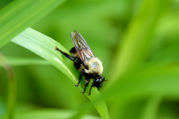 Beelike Robber Fly on Leaf