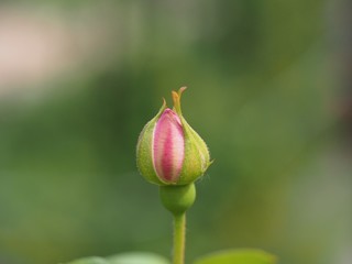 pink rose bud closeup