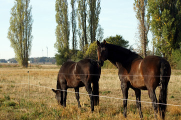 Pferd grast auf der Wiese