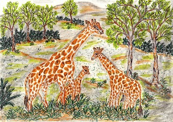 Hand drawn multicolor illustration with nature theme (giraffes in nature) - scan
