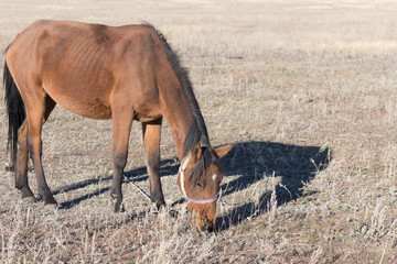 Brown mare on the pasture