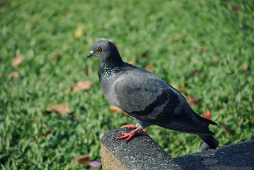 Pigeon in the park