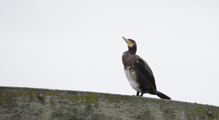 Cormoran