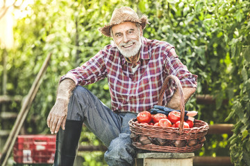 Farmer, Gardener and basket with tomatoes in front of tomato plants