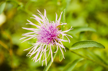 Close up to Beautiful Autumn Plants with Blurry Background.