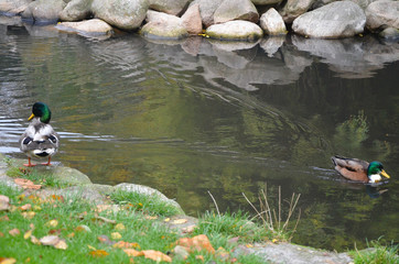 Autumn Colors Outdoor