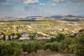 Fototapeta na wymiar Olive planting on the island of Crete, Greece