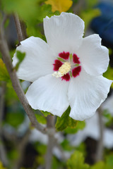 Red Heart Rose of Sharon