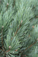 Scotch pine