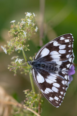 Schachbrett (Melanargia galathea)
