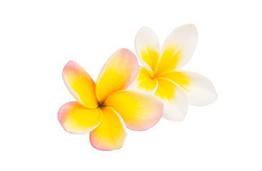 Fototapeta na wymiar frangipani flowers isolated