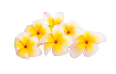 Fototapeta na wymiar frangipani flowers isolated