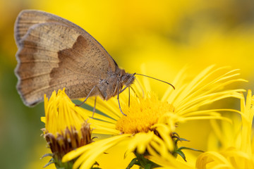 Große Ochsenauge (Maniola jurtina) auf gelber Blüte