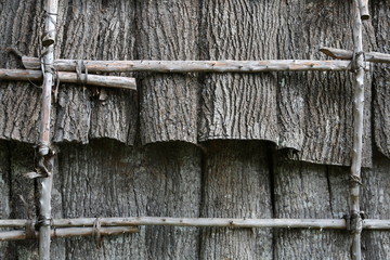 tulip popular bark sheeting used by Native Americans for rooting and siding on wigwam  © Ralph