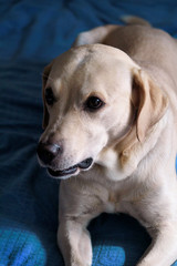 Dog is resting at home. Photo of yellow labrador retriever dog posing and resting on bed for photo shoot. Portrait of cute labrador, enjoying and resting on a blue bed, poses in front of the camera.