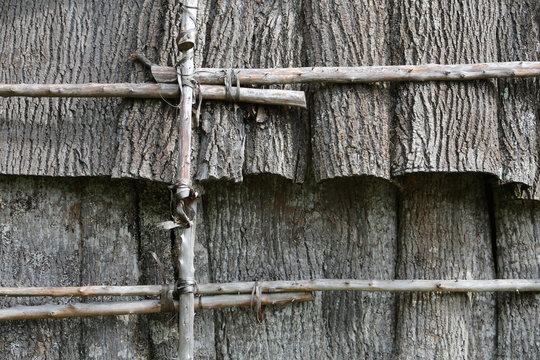 tulip popular bark sheeting used by Native Americans for rooting and siding on wigwam 