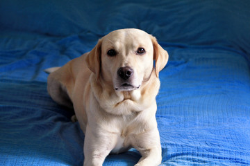 Dog is resting at home. Photo of yellow labrador retriever dog posing and resting on bed for photo shoot. Portrait of cute labrador, enjoying and resting on a blue bed, poses in front of the camera.