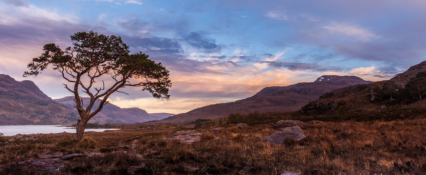 Sunset at a lone scots pine on the shores of Loch Maree in Wester Ross in Scottish Highlands