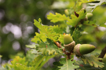 Green acorns in their husk, growing on an oak tree in Autumn, or fall