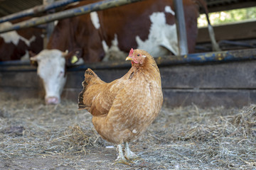 Portrait of an mean looking orange brown rooster with a red pink comb, a cockscomb, standing in a cowshed.