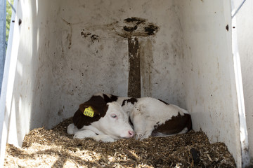 Cute calf sleeping on hay in a dirty calf hutch, with pink nose and yellow ear tags, and manure on...