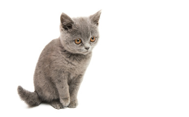 gray kitten isolated