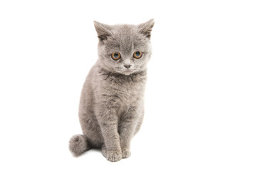 gray kitten isolated
