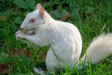 albino squirrel
