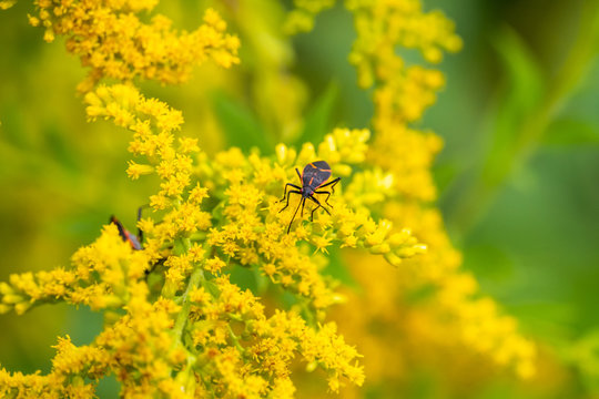 Boxelder Bug on Goldenrod Flowers